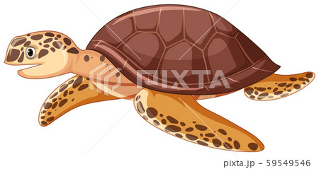 Sea turtle on white background Sea turtle on white background 59549546