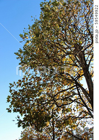 秋空に映える色付いた街路樹 秋空に映える色付いた街路樹 59549922