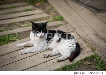Rustic cat resting in the fresh air Rustic cat resting in the fresh air 59550831