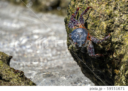 crab on the lava rocks in mexico 59551671