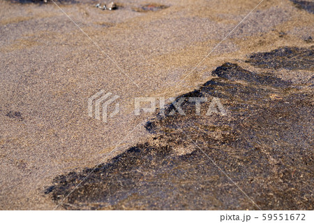 sargasso algae in mexico beach 59551672
