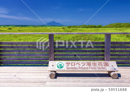 北海道・豊富町 夏のサロベツ原生花園の風景 59551688
