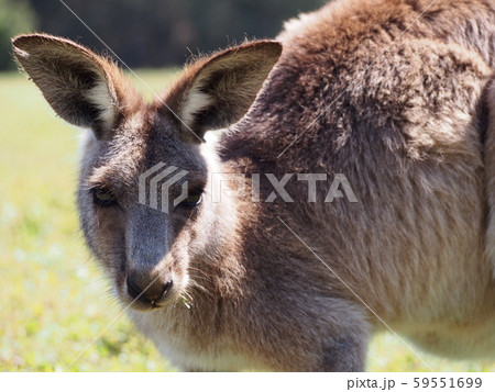 カンガルー カンガルー 59551699