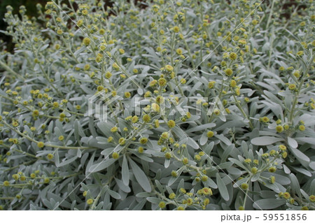 公園に生い茂るつぼみ 公園に生い茂るつぼみ 59551856