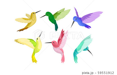 Small Bright Colorful Hummingbirds Flying And Sitting Vector Illustration Set Small Bright Colorful Hummingbirds Flying And Sitting Vector Illustration Set 59551912