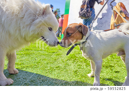 Meeting and acquaintance of two cheerful dogs Meeting and acquaintance of two cheerful dogs 59552825