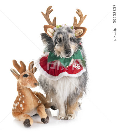 shetland sheepdog and christmas 59552857