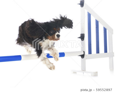 training of agility 59552897