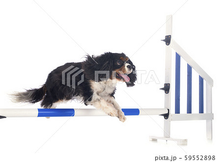 training of agility training of agility 59552898
