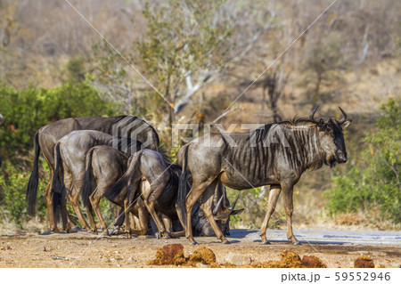 Blue wildebeest in Kruger National park, South 59552946