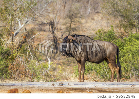 Blue wildebeest in Kruger National park, South 59552948