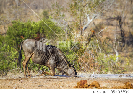Blue wildebeest in Kruger National park, South 59552950