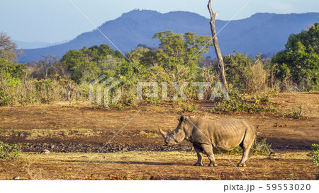 Southern white rhinoceros in Kruger National park, 59553020