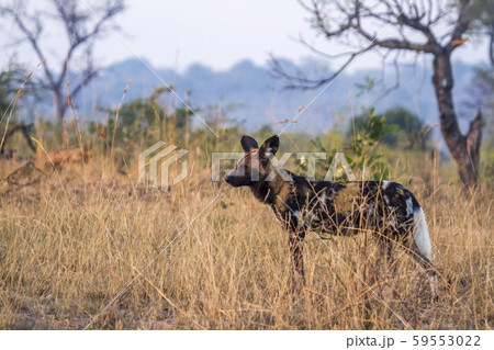 African wild dog in Kruger National park, South African wild dog in Kruger National park, South 59553022