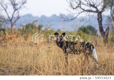 African wild dog in Kruger National park, South African wild dog in Kruger National park, South 59553023