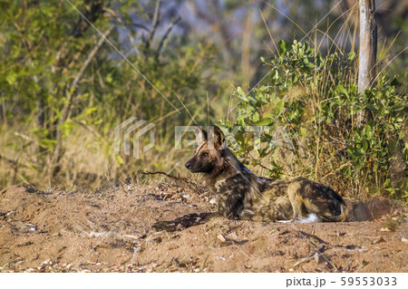 African wild dog in Kruger National park, South African wild dog in Kruger National park, South 59553033