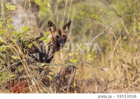 African wild dog in Kruger National park, South 59553036