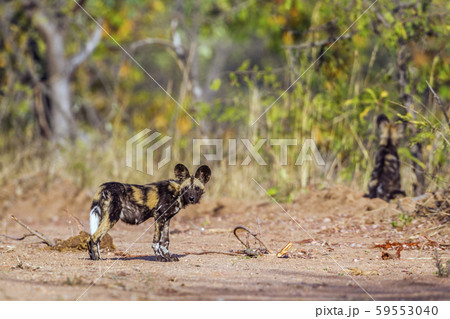 African wild dog in Kruger National park, South African wild dog in Kruger National park, South 59553040