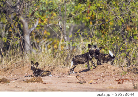 African wild dog in Kruger National park, South 59553044