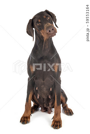 doberman pinscher in studio 59553164