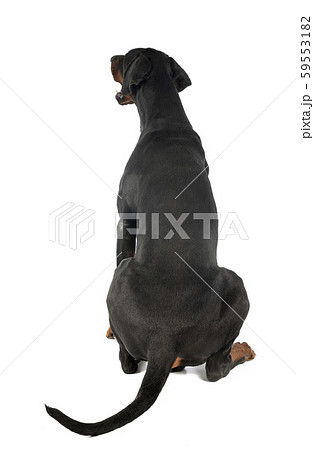 doberman pinscher in studio 59553182