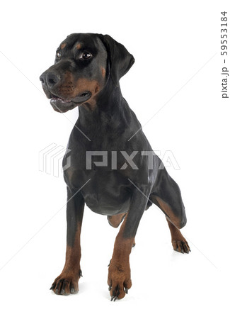 doberman pinscher in studio 59553184