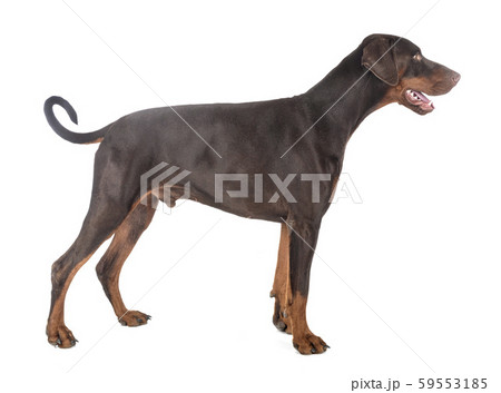 doberman pinscher in studio 59553185