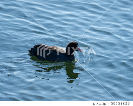 水辺のオオバン 59553339