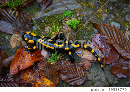 fire salamander or Salamandra salamandra fire salamander or Salamandra salamandra 59553779