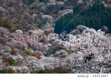 桜の名所で観光地、奈良県吉野山の千本桜 59553867