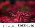 彼岸４ 59554140