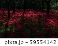 彼岸５ 59554142
