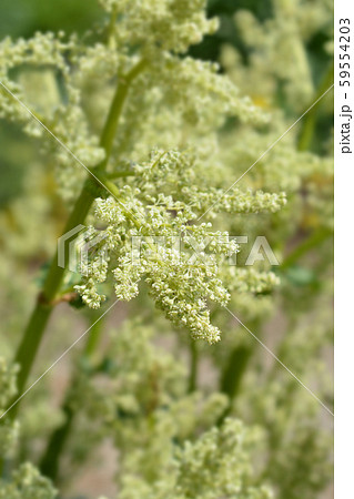 Garden rhubarb Garden rhubarb 59554203