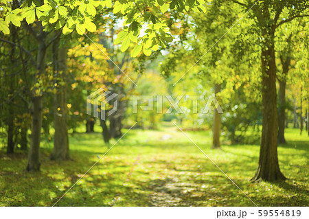 背景 森 ボケの写真素材