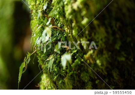 自然 自然 59555450