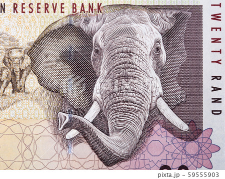 African elephant a portrait from South African money African elephant a portrait from South African money 59555903