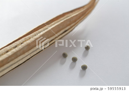 オクラのタネ 59555913