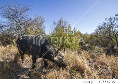 African buffalo in Kruger National park, South African buffalo in Kruger National park, South 59556235