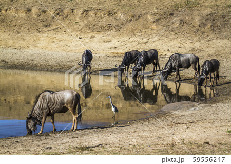 in Kruger National park, South Africa 59556247