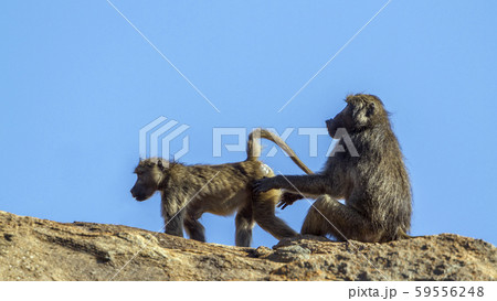 Chacma baboon in Kruger National park, South 59556248