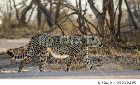 Cheetah in Kruger National park, South Africa 59556260