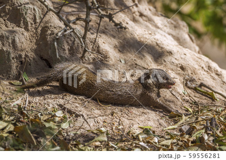 common dwarf mongoose in Kruger National park, 59556281