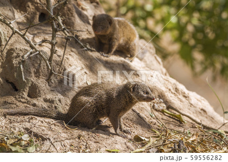 common dwarf mongoose in Kruger National park, 59556282