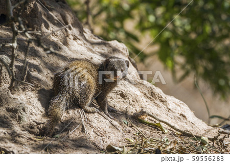 common dwarf mongoose in Kruger National park, 59556283