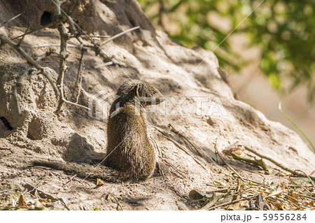 common dwarf mongoose in Kruger National park, common dwarf mongoose in Kruger National park, 59556284