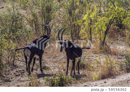 in Kruger National park, South Africa 59556302