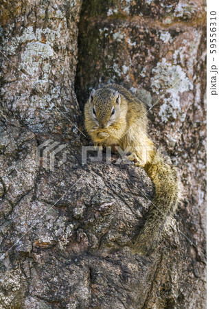 Smith bush squirrel in Kruger National park, South Smith bush squirrel in Kruger National park, South 59556310