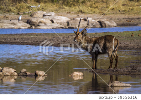 in Kruger National park, South Africa 59556316