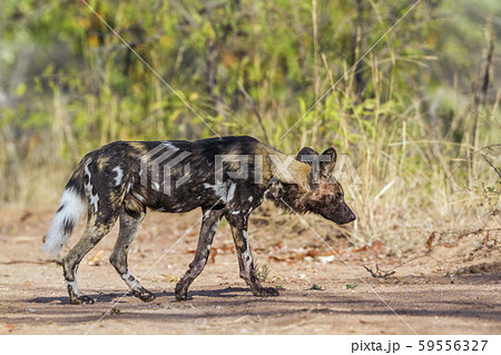 African wild dog in Kruger National park, South 59556327