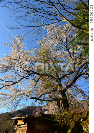 福地温泉の桜 59556522